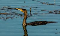 Foto: Dirk Weis, Kormoran
