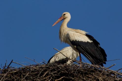 Storch
